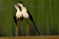 147 - BLACK WINGED STILTS AFTER THE LOVE - MARCHI FRANCO - italy